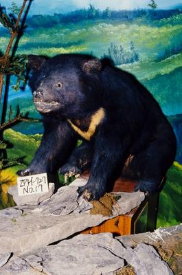臺灣黑熊藏品圖，第4張